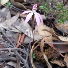 Caladenia fuscata (Dusky Fingers) at Tinderry, NSW - 20 Sep 2020 by markus