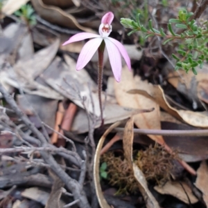 Caladenia fuscata at Tinderry, NSW - suppressed