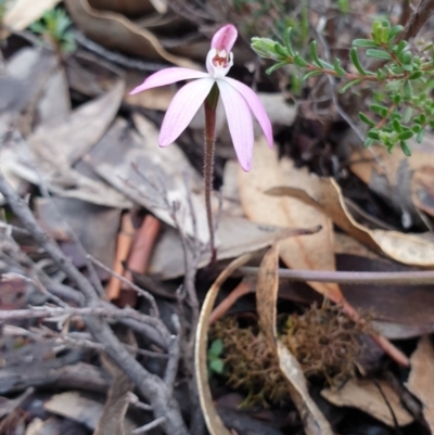 Caladenia fuscata (Dusky Fingers) at Tinderry, NSW - 20 Sep 2020 by markus