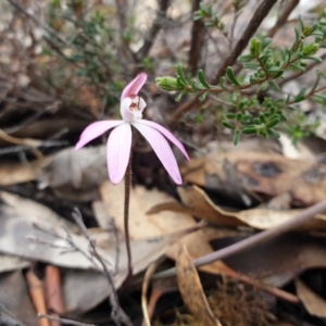 Caladenia fuscata at Tinderry, NSW - suppressed