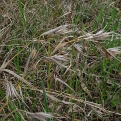 Themeda triandra (Kangaroo Grass) at Molonglo Valley, ACT - 19 Sep 2020 by JanetRussell