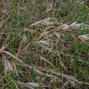 Themeda triandra at Molonglo Valley, ACT - 19 Sep 2020