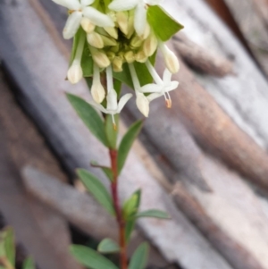 Pimelea linifolia subsp. linifolia at Tinderry, NSW - 20 Sep 2020