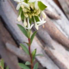 Pimelea linifolia subsp. linifolia (Queen of the Bush, Slender Rice-flower) at Tinderry Mountains - 19 Sep 2020 by markus