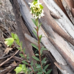 Pimelea linifolia subsp. linifolia at Tinderry, NSW - 20 Sep 2020