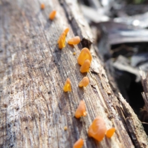 zz jelly-like puzzles at Yass River, NSW - 20 Sep 2020