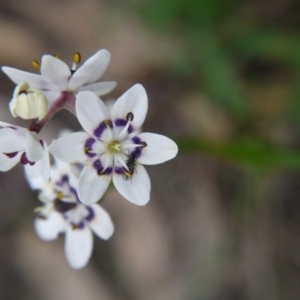 Wurmbea dioica subsp. dioica at Majura, ACT - 18 Sep 2020