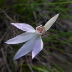 Caladenia carnea (Pink Fingers) at Yass River, NSW - 20 Sep 2020 by SenexRugosus