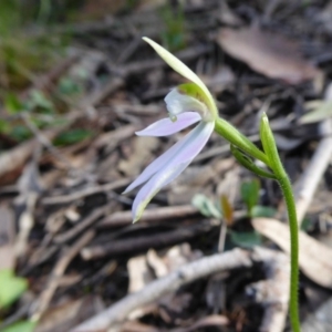 Caladenia carnea at Yass River, NSW - suppressed