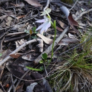 Caladenia carnea at Yass River, NSW - suppressed