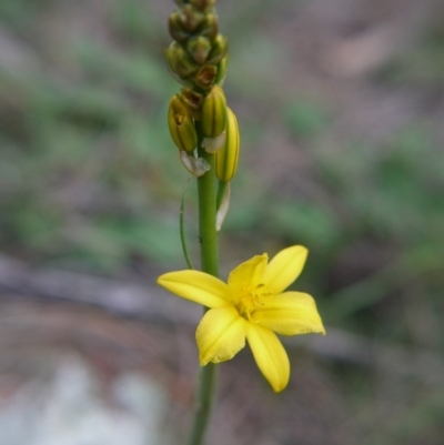 Bulbine bulbosa (Golden Lily) at Mount Majura - 18 Sep 2020 by ClubFED