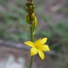 Bulbine bulbosa (Golden Lily) at Majura, ACT - 18 Sep 2020 by ClubFED