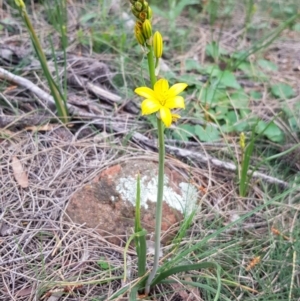 Bulbine bulbosa at Majura, ACT - 18 Sep 2020 04:25 PM