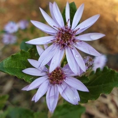 Olearia montana at Tinderry, NSW - 20 Sep 2020 by markus