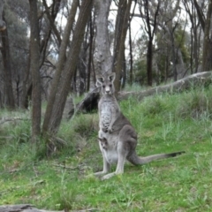 Macropus giganteus (Eastern Grey Kangaroo) at Downer, ACT - 18 Sep 2020 by ClubFED