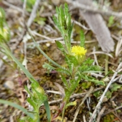 Triptilodiscus pygmaeus (Annual Daisy) at Rugosa - 20 Sep 2020 by SenexRugosus