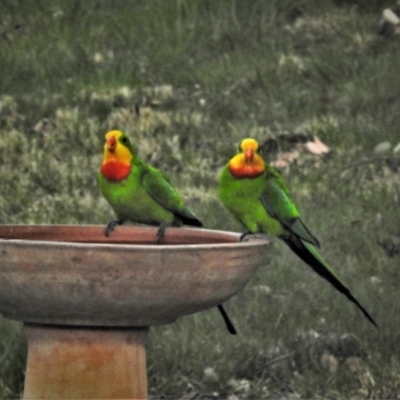 Polytelis swainsonii (Superb Parrot) at Wanniassa, ACT - 17 Sep 2020 by JohnBundock