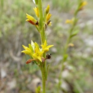 Pimelea curviflora at Yass River, NSW - 20 Sep 2020