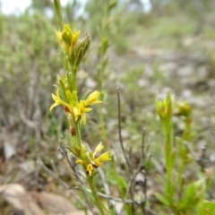 Pimelea curviflora at Yass River, NSW - 20 Sep 2020 11:13 AM