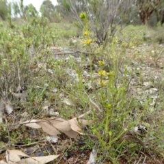 Pimelea curviflora at Yass River, NSW - 20 Sep 2020