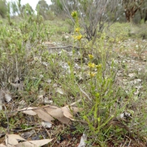 Pimelea curviflora at Yass River, NSW - 20 Sep 2020 11:13 AM