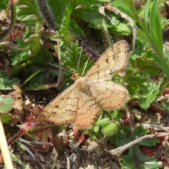 Scopula rubraria (Reddish Wave, Plantain Moth) at Theodore, ACT - 19 Sep 2020 by MatthewFrawley