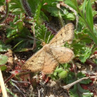 Scopula rubraria (Reddish Wave, Plantain Moth) at Tuggeranong Hill - 19 Sep 2020 by MatthewFrawley