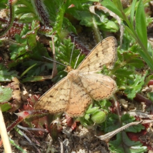 Scopula rubraria at Theodore, ACT - 19 Sep 2020