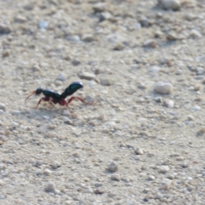 Diamma bicolor at Batemans Bay, NSW - 21 Jan 2017 11:29 AM