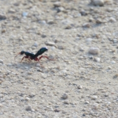 Diamma bicolor (Blue ant, Bluebottle ant) at Clyde River National Park - 21 Jan 2017 by Liam.m