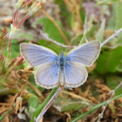Zizina otis (Common Grass-Blue) at Tuggeranong Hill - 19 Sep 2020 by MatthewFrawley