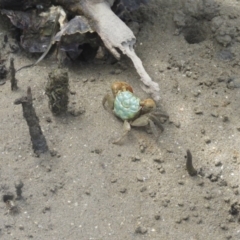 Unverified Crab at Surfside, NSW - 21 Jan 2017 by Liam.m