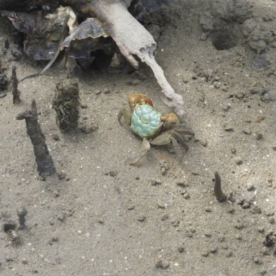 Unidentified Crab at Batemans Marine Park - 21 Jan 2017 by Liam.m