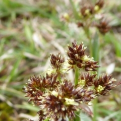 Luzula densiflora (Dense Wood-rush) at Yass River, NSW - 20 Sep 2020 by SenexRugosus