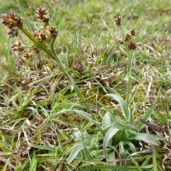 Luzula densiflora at Yass River, NSW - 20 Sep 2020