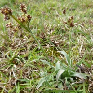 Luzula densiflora at Yass River, NSW - 20 Sep 2020