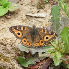 Junonia villida (Meadow Argus) at Tuggeranong Hill - 19 Sep 2020 by MatthewFrawley