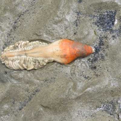 Sarcoptilus grandis (Sea Pen) at Batemans Marine Park - 20 Jan 2017 by Liam.m