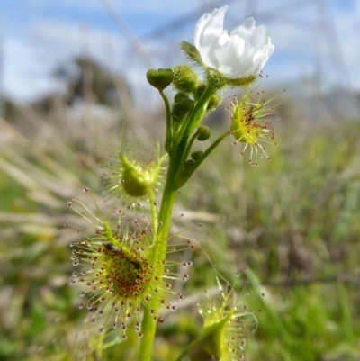 Drosera gunniana (Pale Sundew) at Yass River, NSW - 18 Sep 2020 by SenexRugosus