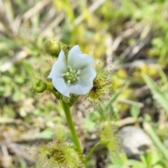 Drosera gunniana at Yass River, NSW - 18 Sep 2020