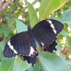 Papilio aegeus (Orchard Swallowtail, Large Citrus Butterfly) at Macarthur, ACT - 16 Apr 2016 by Liam.m