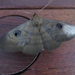 Dasypodia selenophora (Southern old lady moth) at Macarthur, ACT - 20 Sep 2020 by Liam.m