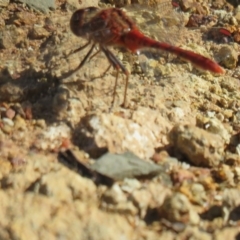 Diplacodes bipunctata (Wandering Percher) at Fadden Hills Pond - 13 Dec 2016 by Liam.m