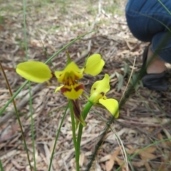 Diuris sulphurea (Tiger Orchid) at Paddys River, ACT - 17 Jan 2016 by Liam.m