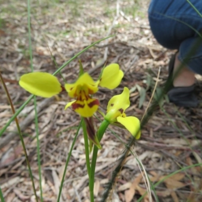 Diuris sulphurea (Tiger Orchid) at Paddys River, ACT - 17 Jan 2016 by Liam.m