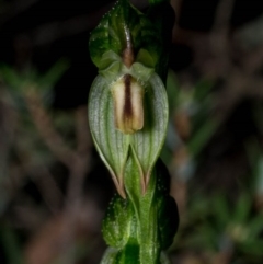 Bunochilus montanus (Montane Leafy Greenhood) at Mount Jerrabomberra QP - 3 Sep 2020 by dan.clark