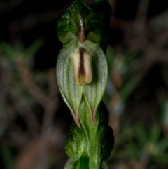 Bunochilus montanus (Montane Leafy Greenhood) at Jerrabomberra, NSW - 3 Sep 2020 by dan.clark