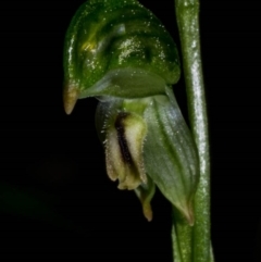 Bunochilus montanus (ACT) = Pterostylis jonesii (NSW) at Jerrabomberra, NSW - suppressed