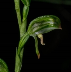 Bunochilus montanus (ACT) = Pterostylis jonesii (NSW) at Jerrabomberra, NSW - suppressed