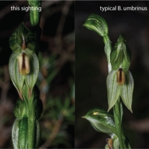 Bunochilus montanus (ACT) = Pterostylis jonesii (NSW) at Jerrabomberra, NSW - suppressed